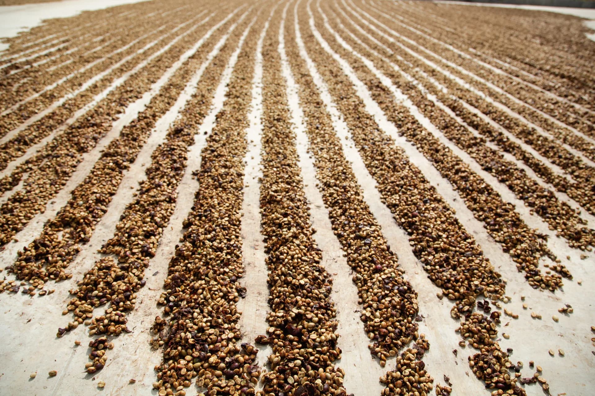 Secagem do cereja descascado pelo método conhecido como “honey process”