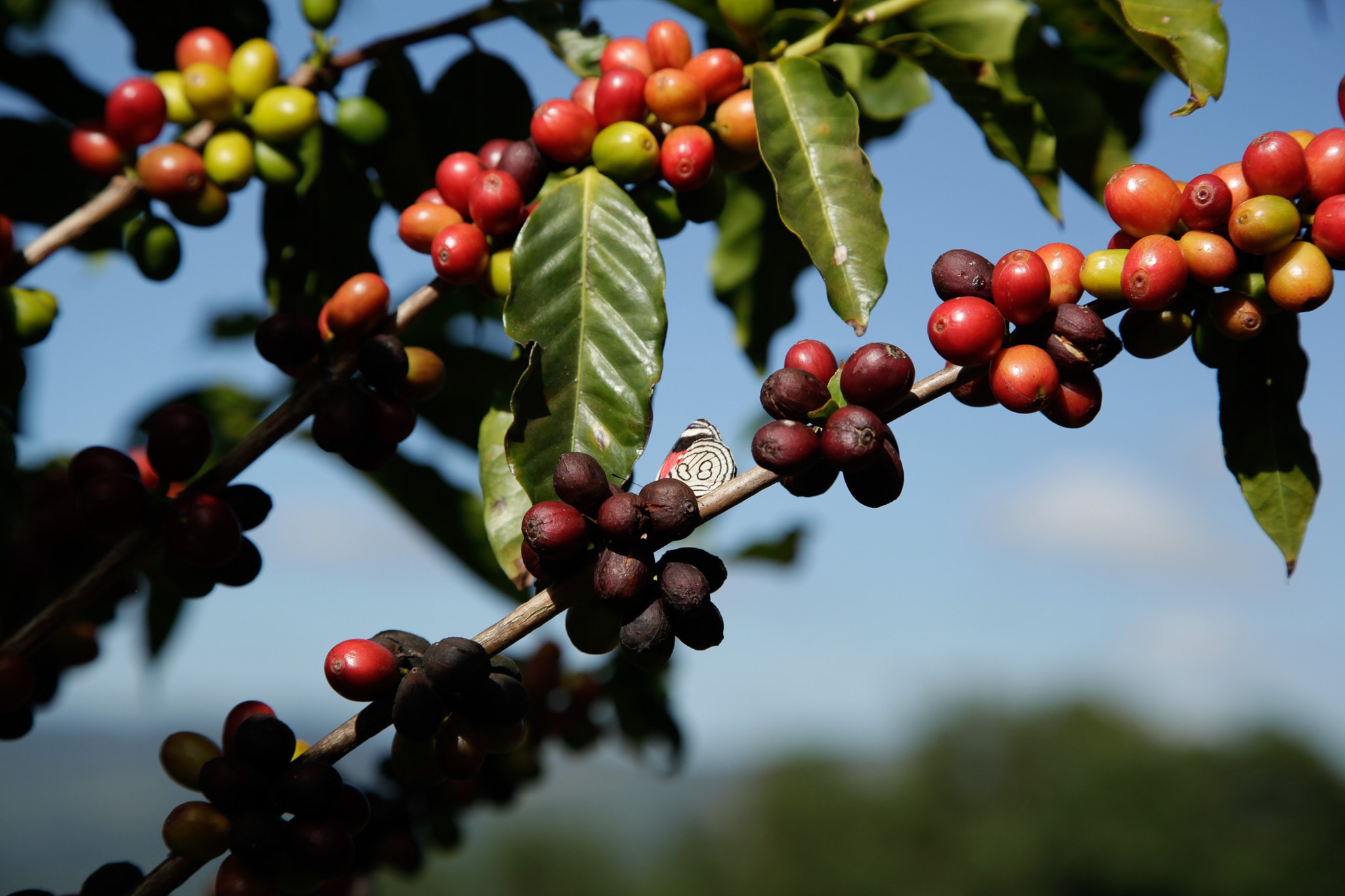 Cafés especiais, produtos artesanais e sabores do Sítio Córrego da Anta.