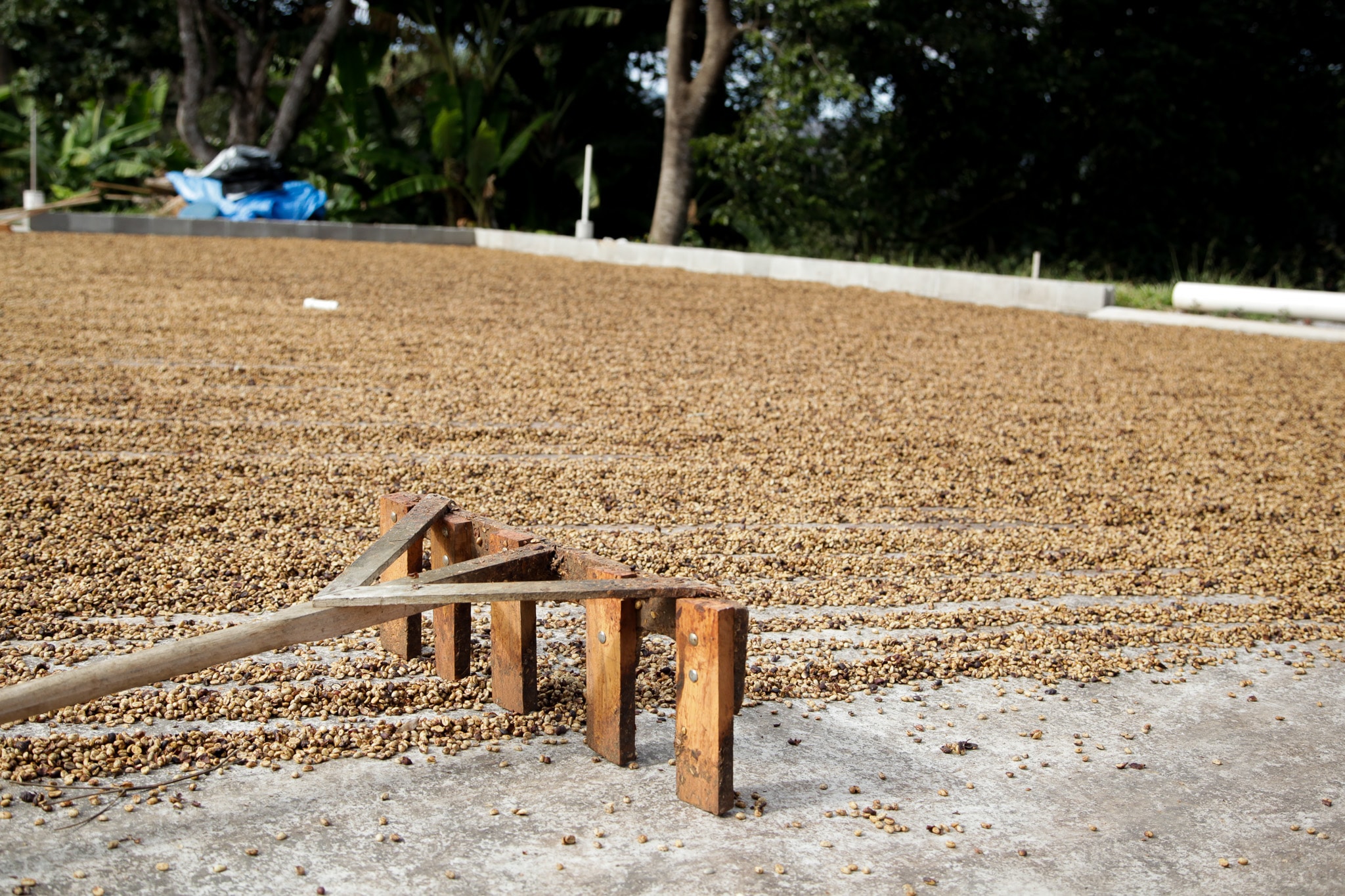 Paisagem e cultivo no Sítio Córrego da Anta