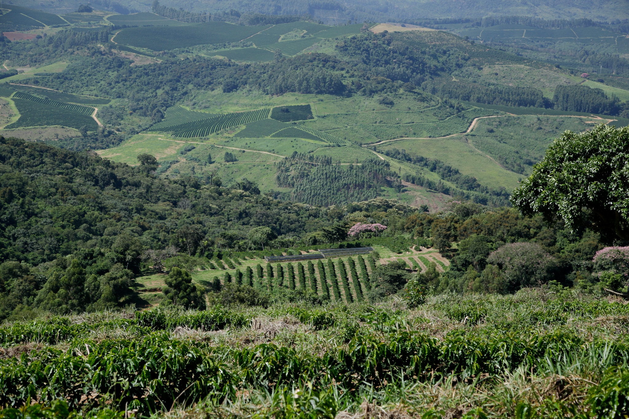 Natureza e café especiais