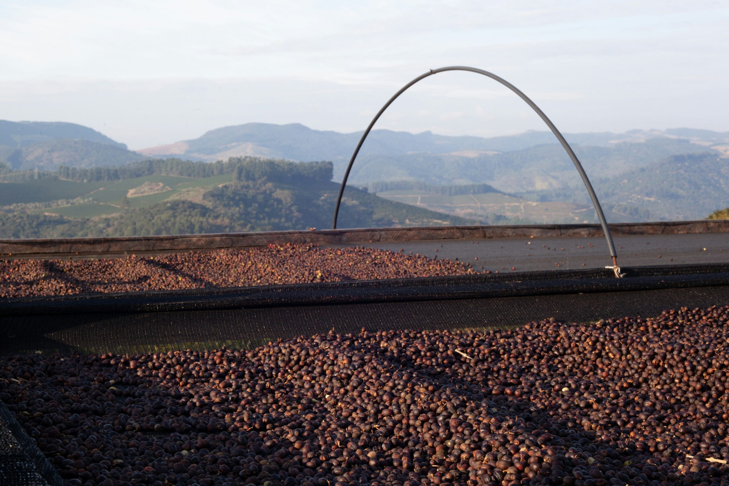 Projeto Café Gato-Mourisco